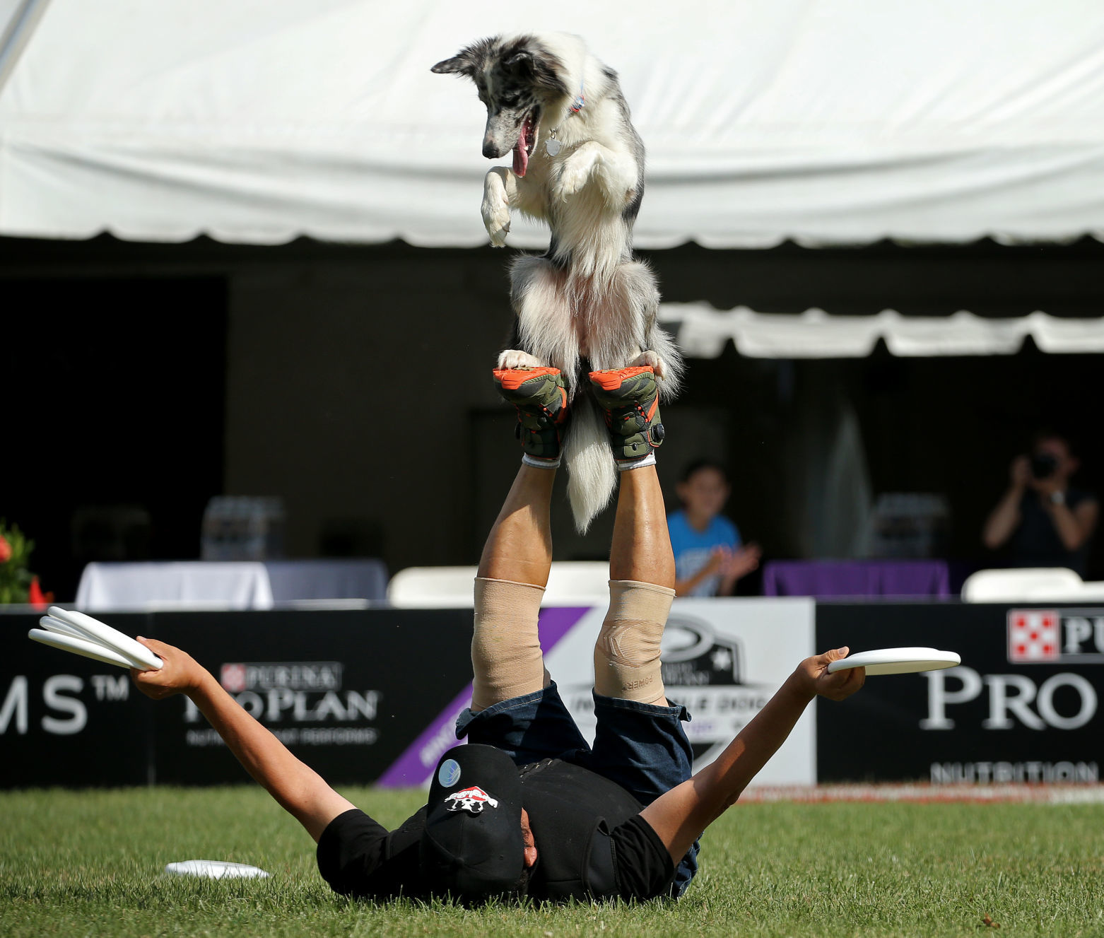 Incredible dogs compete at Purina Farms